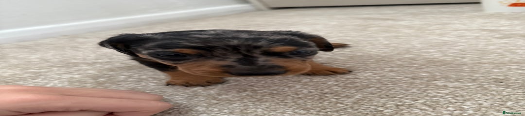 Dachshund Puppy 2