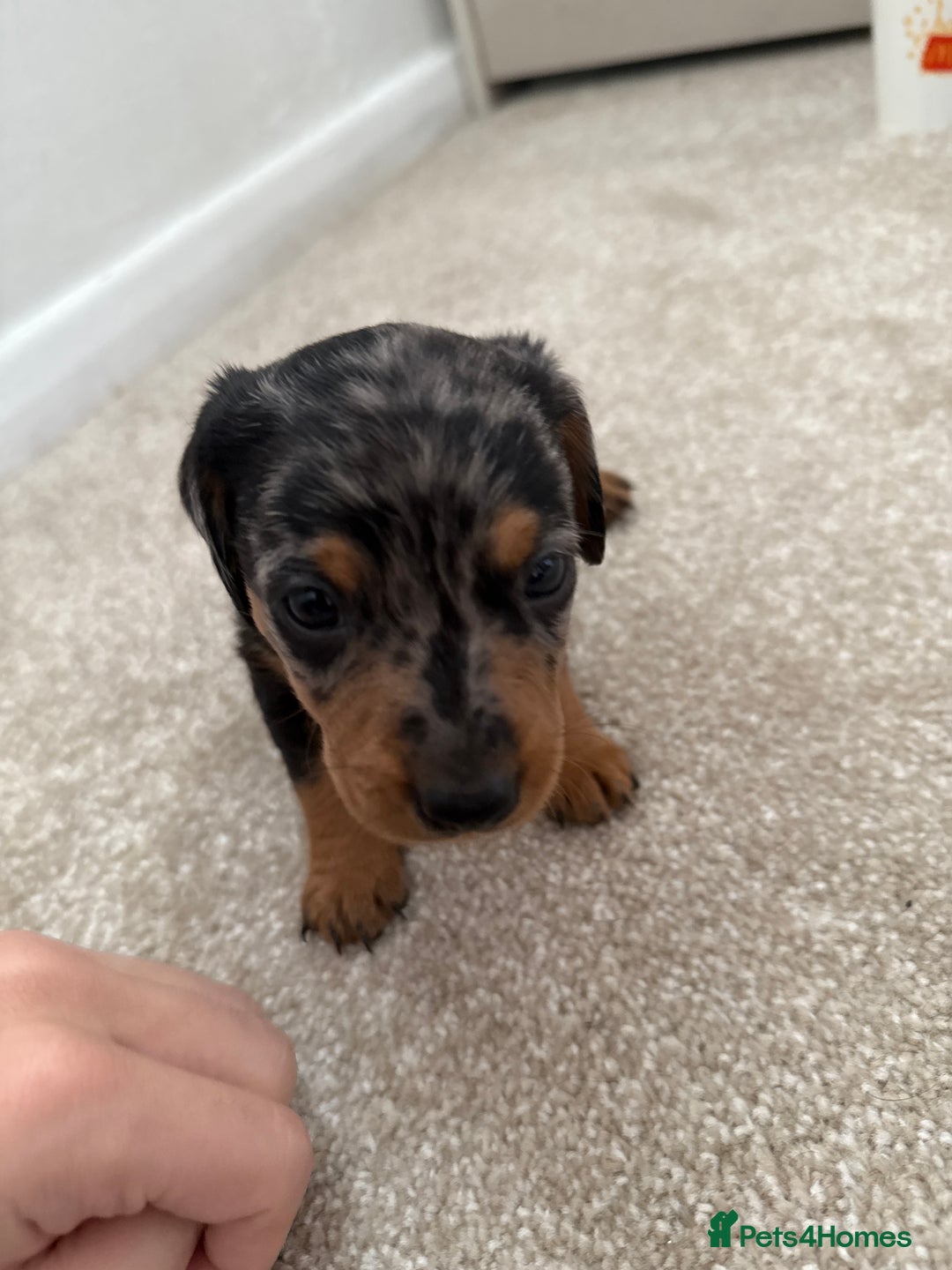 Dachshund dogs for sale: We have 6 beautiful dachshund puppy’s  - Image 5