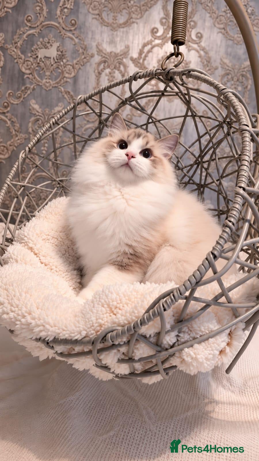 Ragdoll cats ✨️Exceptional Quality, Tica reg kittens available. - Advert 1