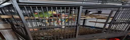 Parrots birds for sale: Double yellow headed amazon - Advert 12