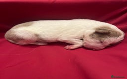Border Collie dogs for sale: **🐾 Adorable Border Collie Puppies for Sale! 🐾** - Image 9