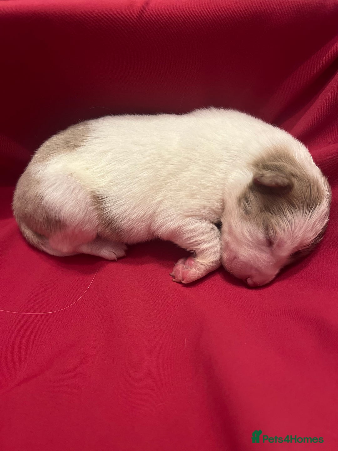 Border Collie dogs for sale: **🐾 Adorable Border Collie Puppies for Sale! 🐾** - Image 9