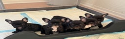 French Bulldog dogs for sale: French puppies  - Advert 30