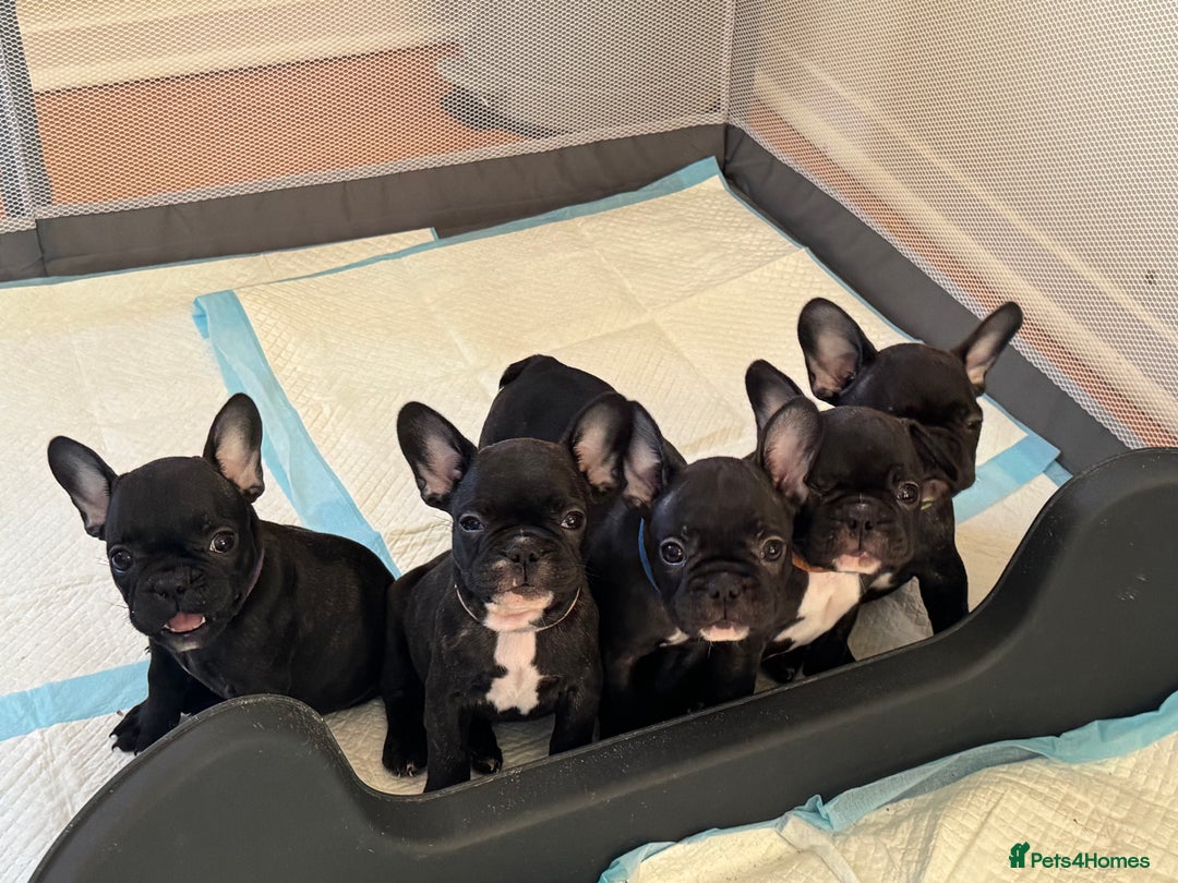 French Bulldog dogs for sale: French puppies  - Advert 30