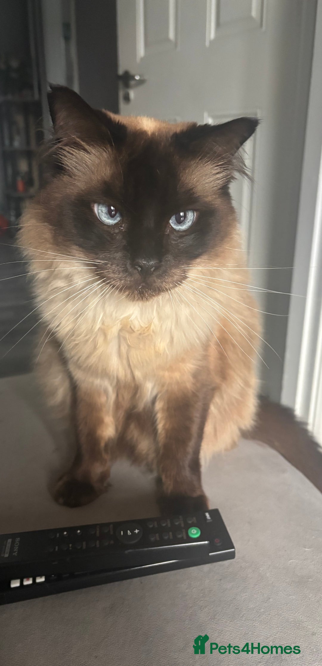 Ragdoll cats for sale: Beautiful Ragdoll  male  - Advert 4