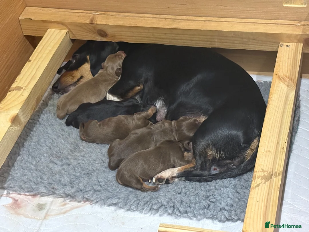 Miniature Dachshund dogs for sale: 2 week old  - Advert 1