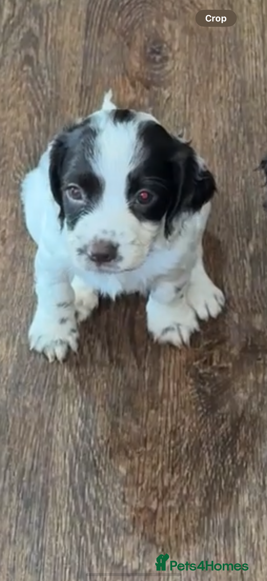 Sprocker dogs for sale: Sprocker spaniel puppies  - Image 2
