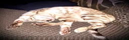 Bengal cats for sale: 2 beautiful benegal sisters  - Advert 10