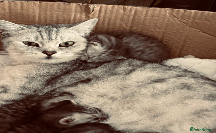 British Shorthair cats Silver tipped BSH  - Advert 2