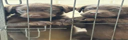 Labrador Retriever dogs for sale: Beautiful Chocolate Labrador Puppies - 09/03/2026 - Advert 15