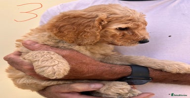Goldendoodle dogs - Advert 3