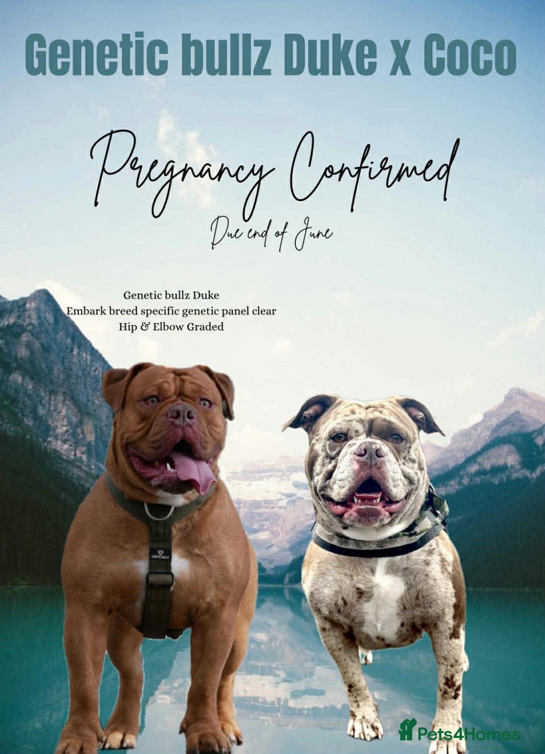 Olde English Bulldogge dogs for sale: NEBBR registered Olde English bulldogge - Advert 5