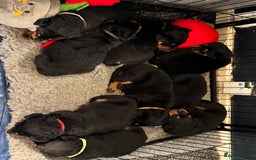 Mixed Breed dogs for sale: Beautiful chunky 3/4 Rottweiler 1/4 sharpei pups  - Image 1