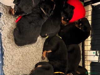Mixed Breed dogs - Advert 4