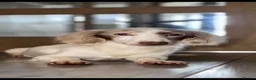 Miniature Dachshund dogs for sale: Longhaired miniature dachshunds💗🩵 - Advert 8