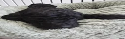 Cockapoo dogs for sale: Stunning cockapoos - Advert 13
