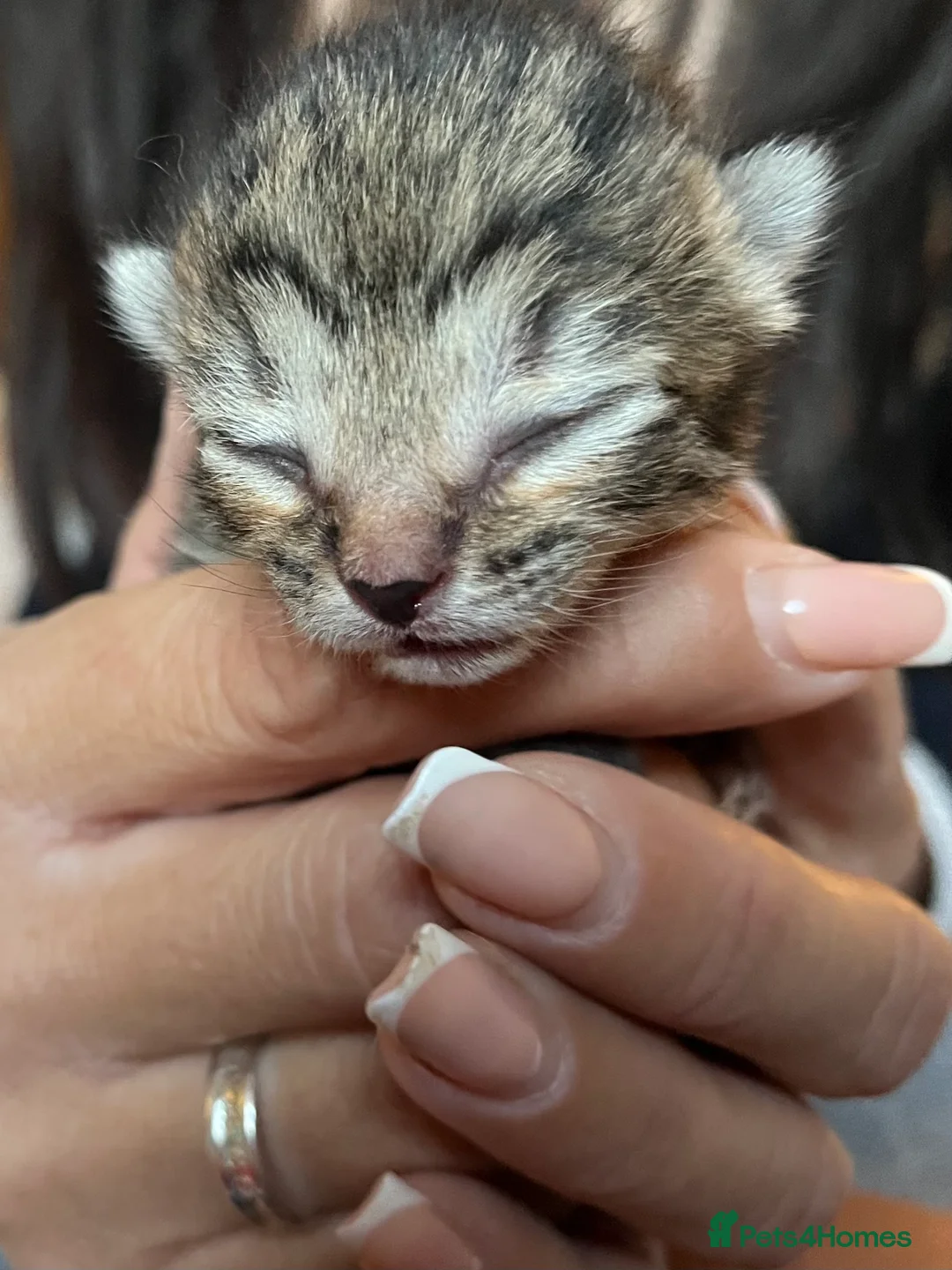 British Shorthair cats for sale: 6 beautiful kittens  - Advert 2