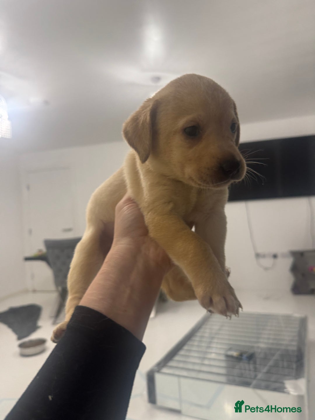 Labrador Retriever dogs for sale: Full breed Labrador retriever puppy’s  - Image 13