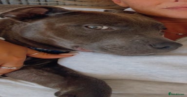 Staffordshire Bull Terrier dogs - Advert 2