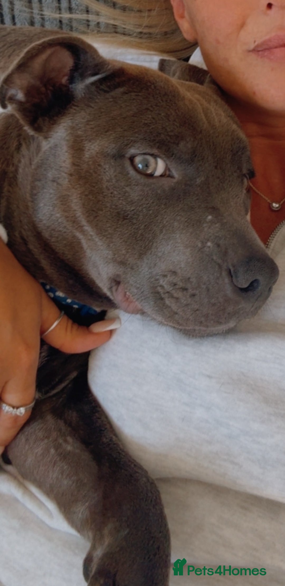 Staffordshire Bull Terrier dogs for sale: Tyson 🐾 The Blue Staff - Image 3