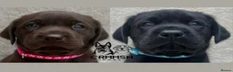 Labrador Retriever dogs for sale: Outstanding, Health Tested, KC Reg, Labrador Pups - Advert 1