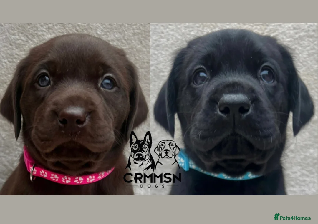 Labrador Retriever dogs for sale: Outstanding, Health Tested, KC Reg, Labrador Pups - Advert 1