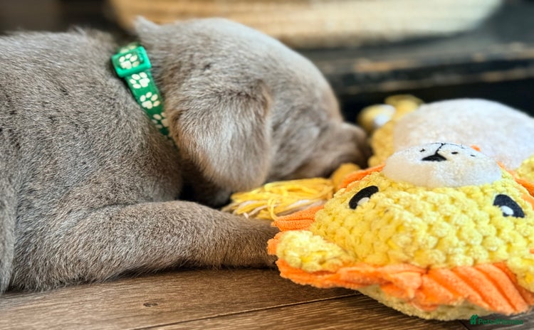 Labrador Retriever dogs - Advert 8