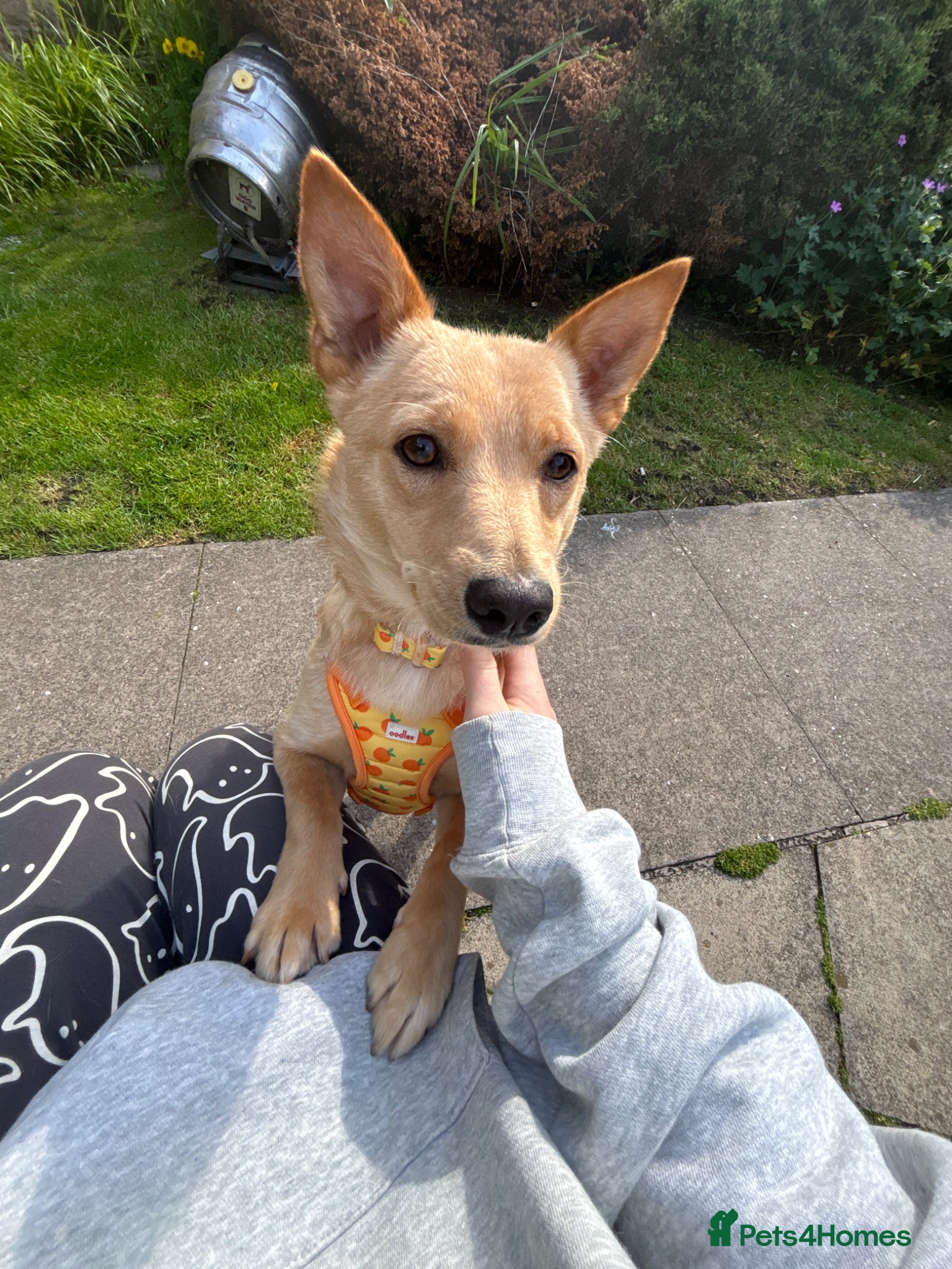 Mixed Breed dogs Sensational Sassy - Advert 1
