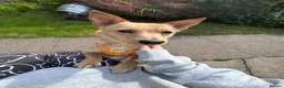 Mixed Breed dogs for adoption: Sensational Sassy in Stalybridge - Advert 1