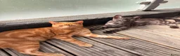Bombay cats for sale: Beautiful cats looking for a new loving home - Advert 3