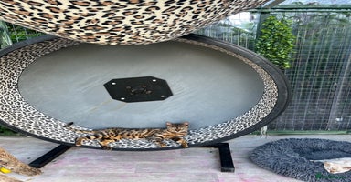 Bengal cats - Advert 10