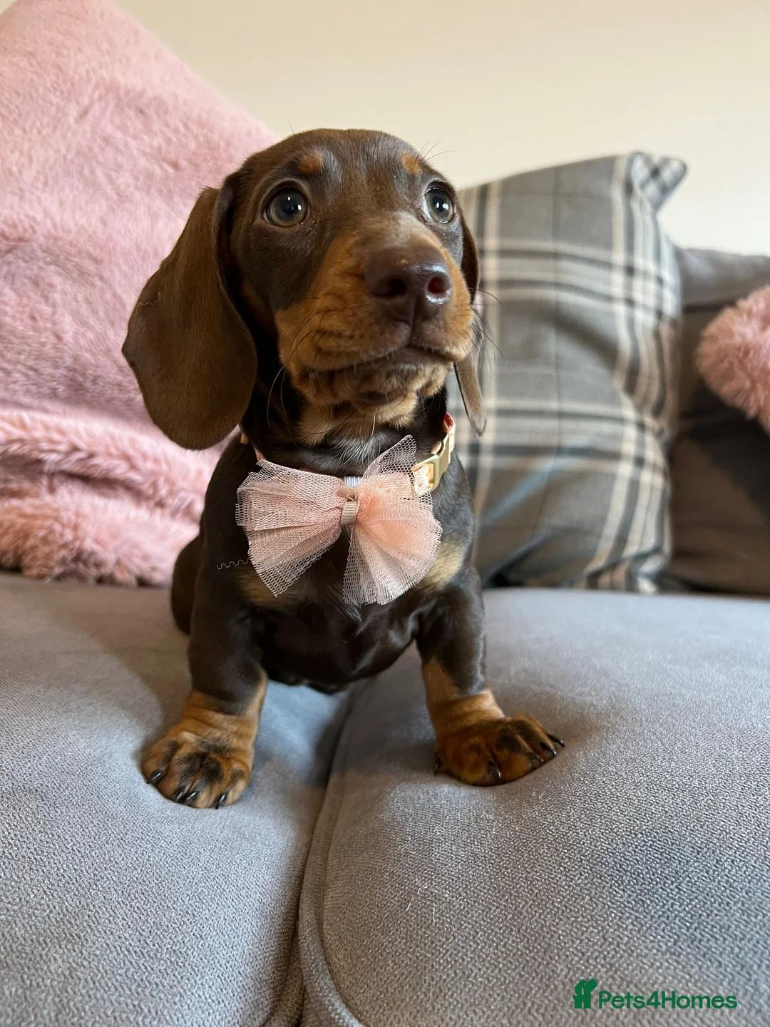 Miniature Dachshund dogs for stud: KC Chocolate dapple boy for stud very gentle. in Skegness - Advert 14