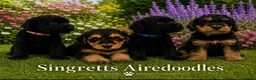 Mixed Breed dogs for sale: Airedoodles F1 airedale mum. Phantom poodle dad  - Advert 3