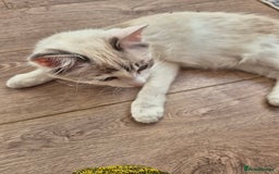 Ragdoll cats for sale: Ragdoll female - Image 5