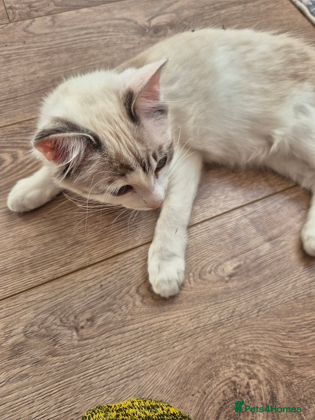 Ragdoll cats for sale: Ragdoll female - Image 5