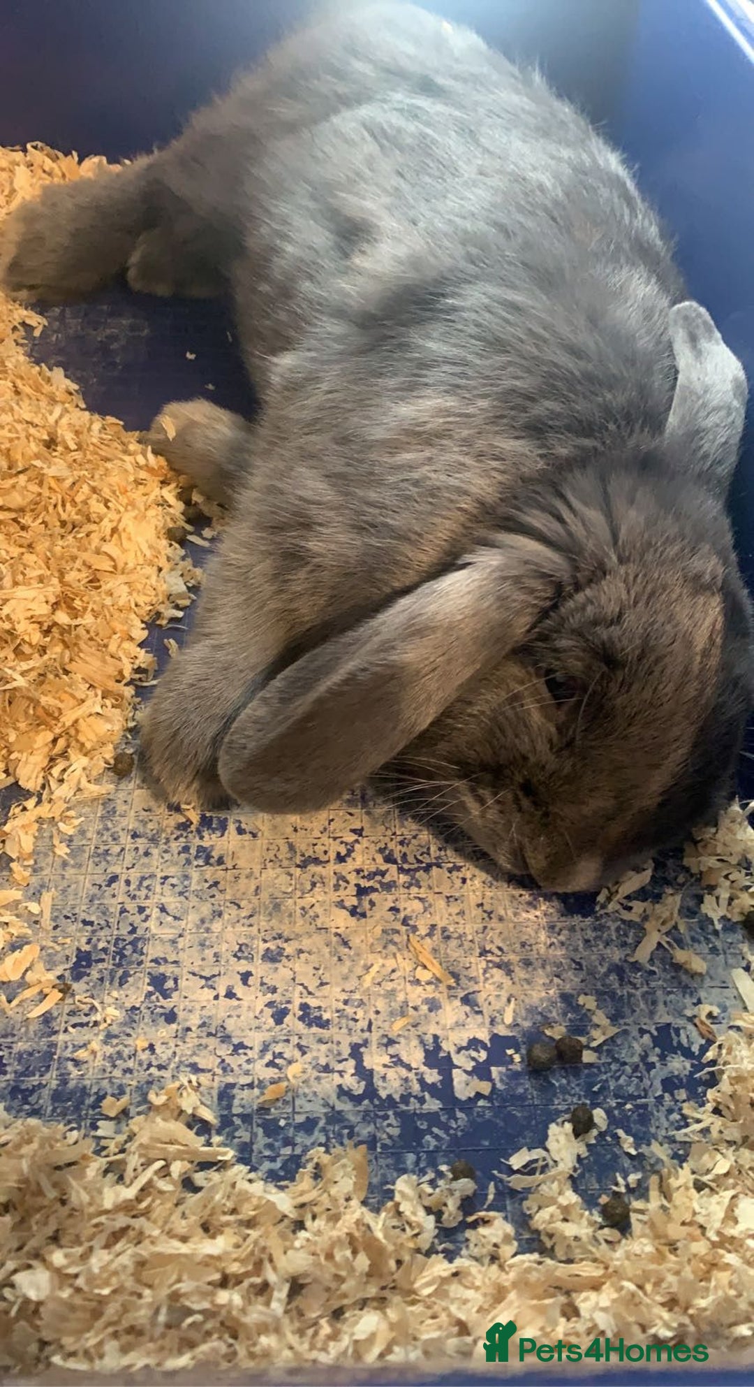 English Lop rabbits for sale: Lilac Rabbit (Free to good home) - Image 3