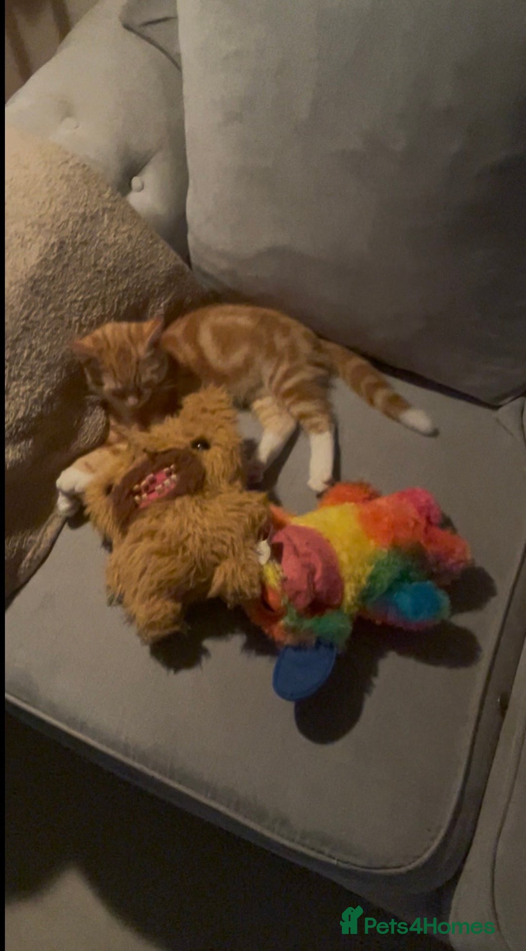 Mixed Breed cats for sale: Free Ginger male kitten  - Advert 3