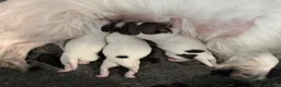 Papillon dogs for sale: KC Registered Male Papillon puppy for sale in Braintree - Advert 21