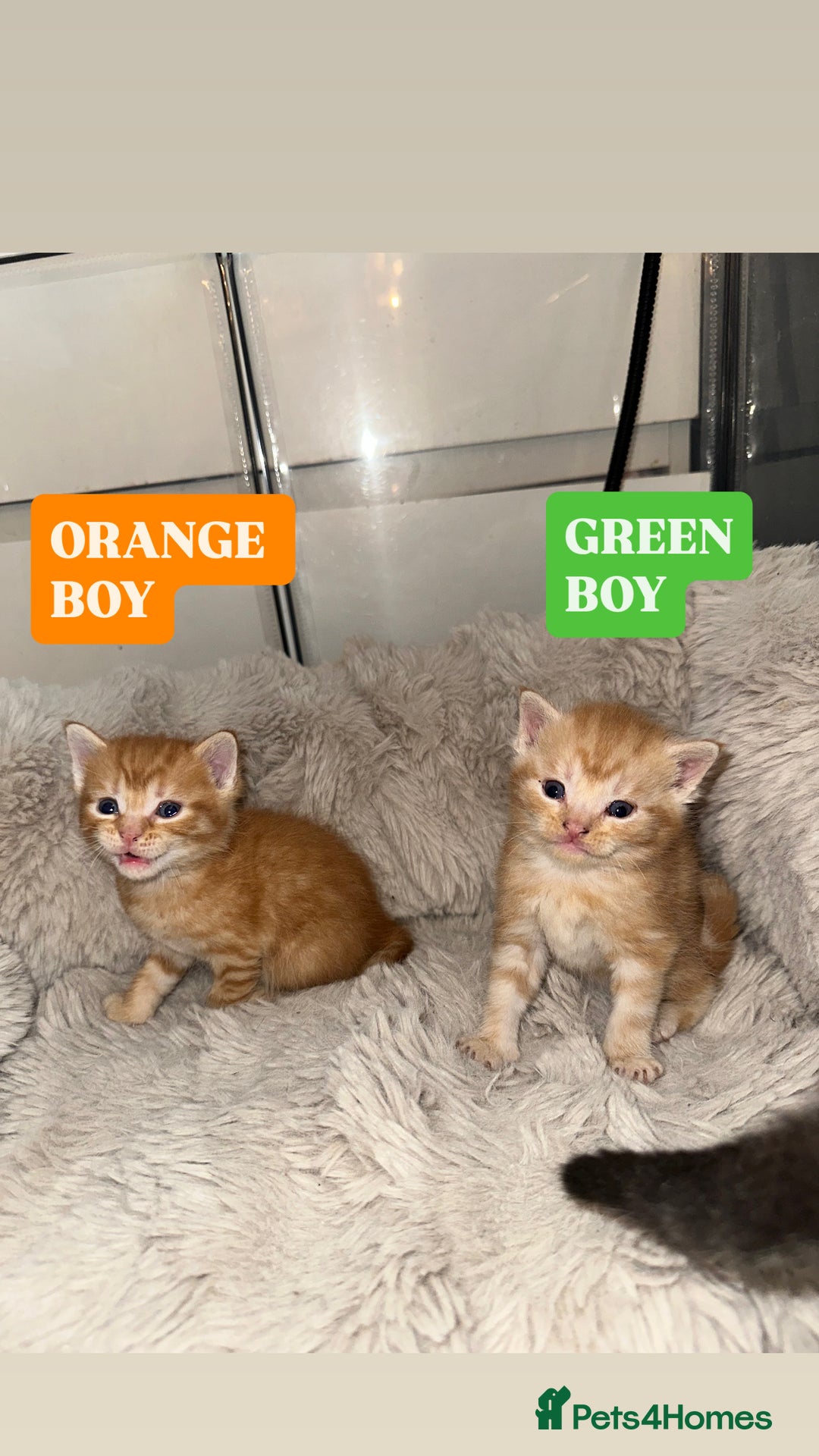 Maine Coon cats for sale: 5 MAINE COON X BABIES FOR SALE  - Advert 1