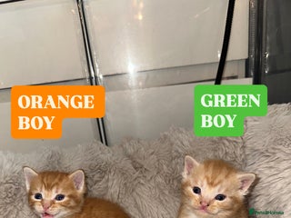 Maine Coon cats 5 MAINE COON X BABIES FOR SALE - Advert 1