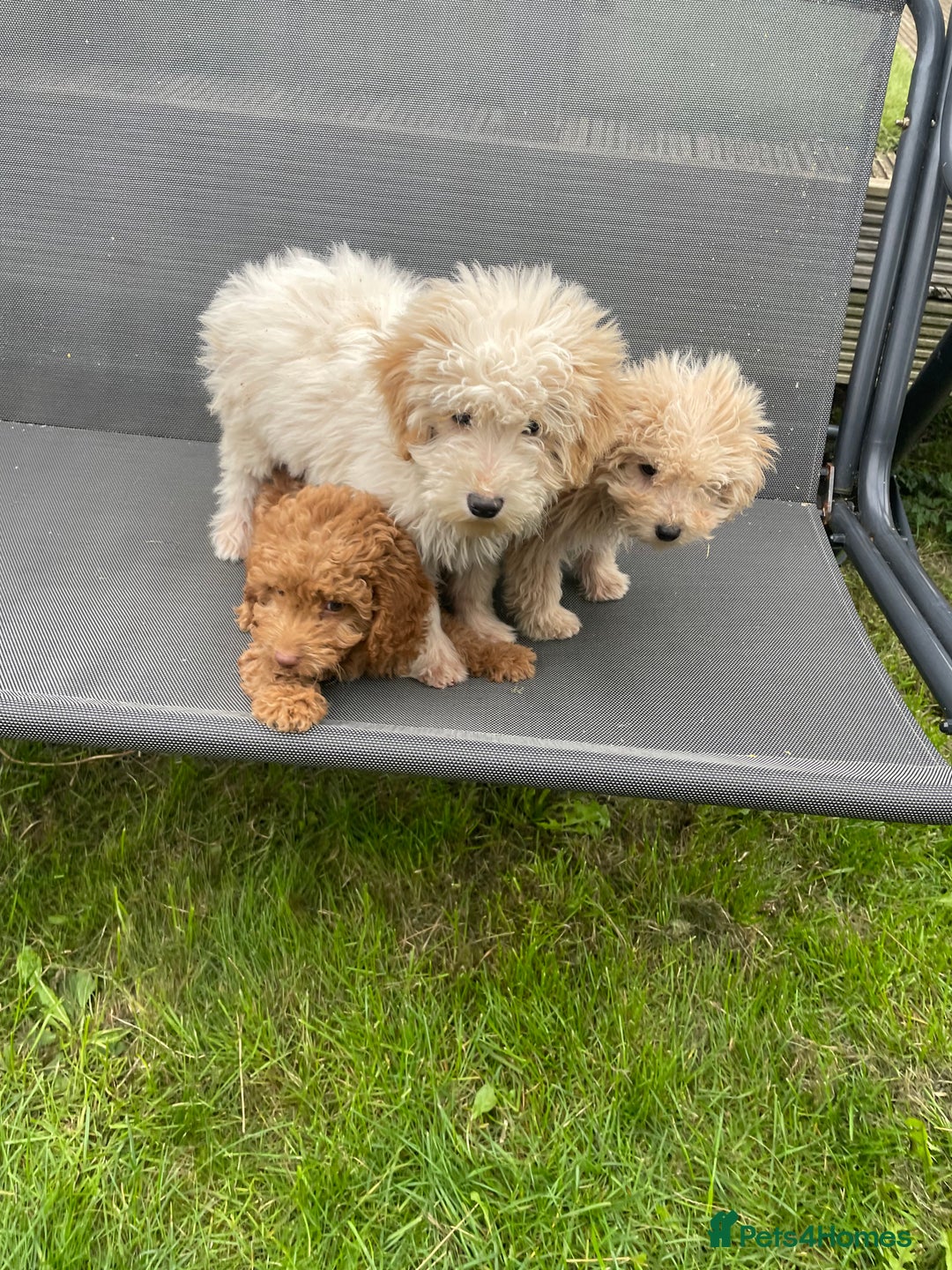 Cavapoo dogs for sale: F1b cavapoo - Image 7