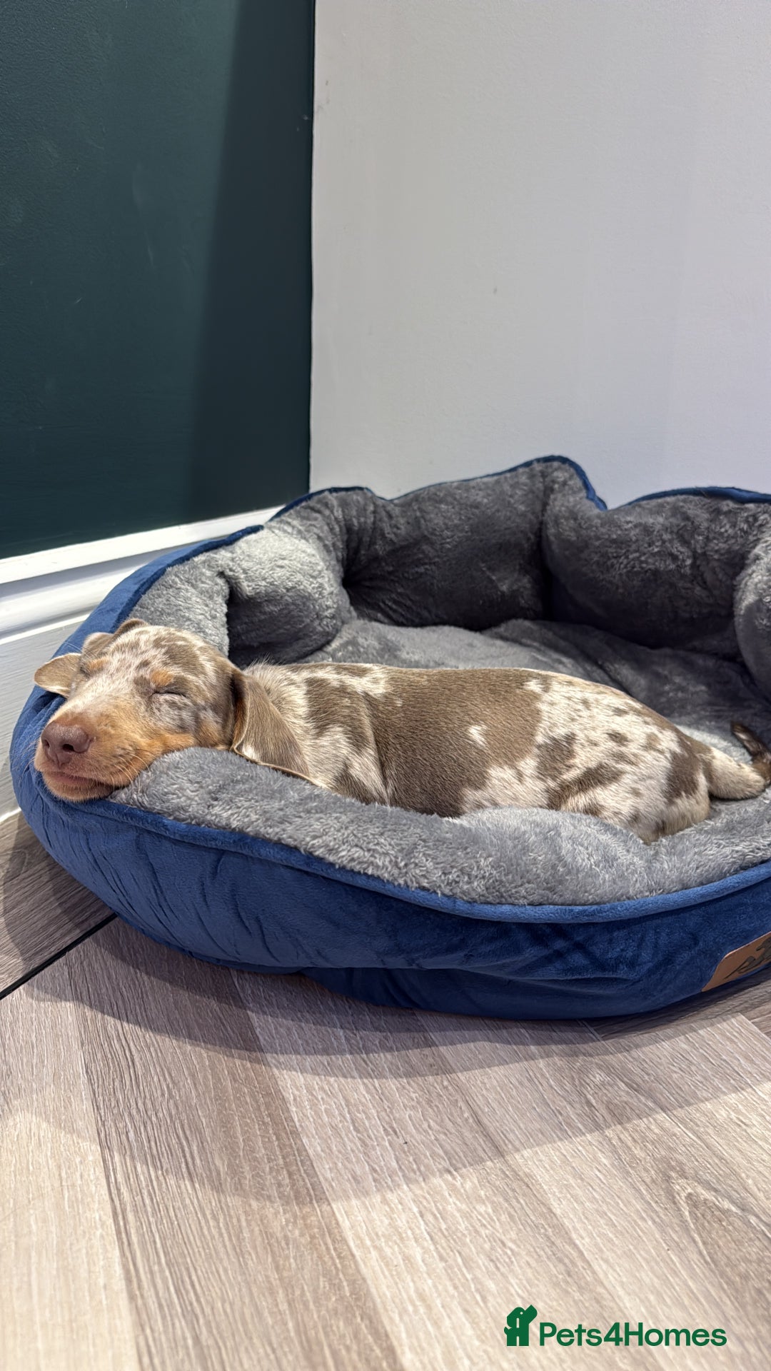 Dachshund dogs for sale: Isabelle tan male  - Advert 4