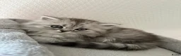 British Shorthair cats for sale: 3 females left BHS - Advert 9