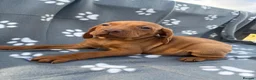 Hungarian Vizsla dogs for sale: Beautiful KC Reg Hungarian Vizsla Puppies - Advert 6