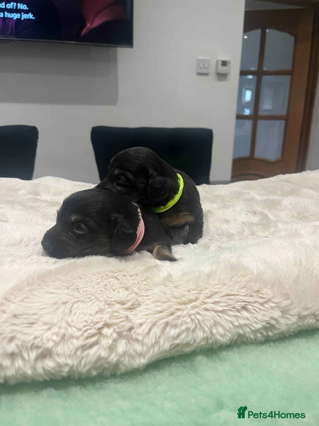 Dachshund dogs for sale: Tiny long haired piebald dachshunds for sale ! - Image 9