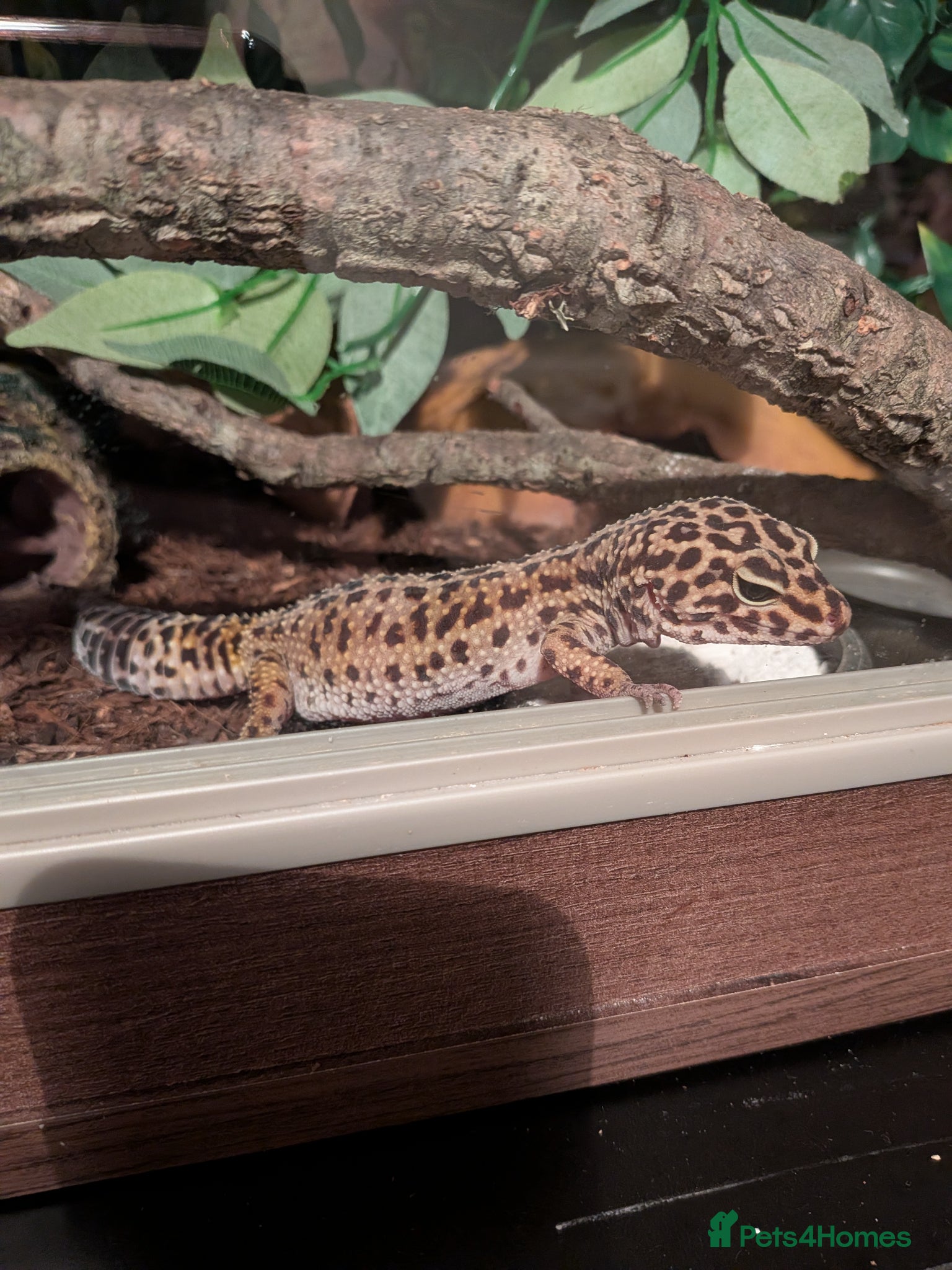 Leopard Gecko reptiles Leopard gecko with vivarium and extras - Advert 13