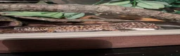 Leopard Gecko reptiles for sale: Leopard gecko with vivarium and extras in Burnley - Advert 1