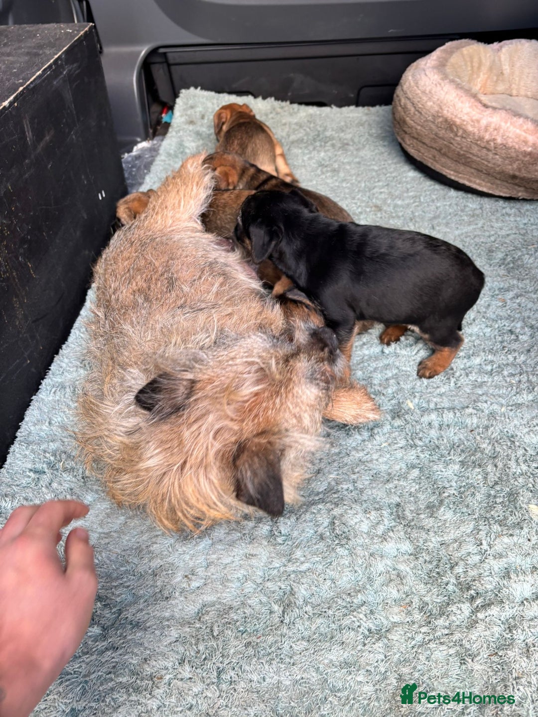 Border Terrier dogs for sale: Border terrier pups  - Advert 2