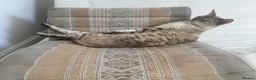 Bengal cats for sale: Female  Bengal  - Advert 8