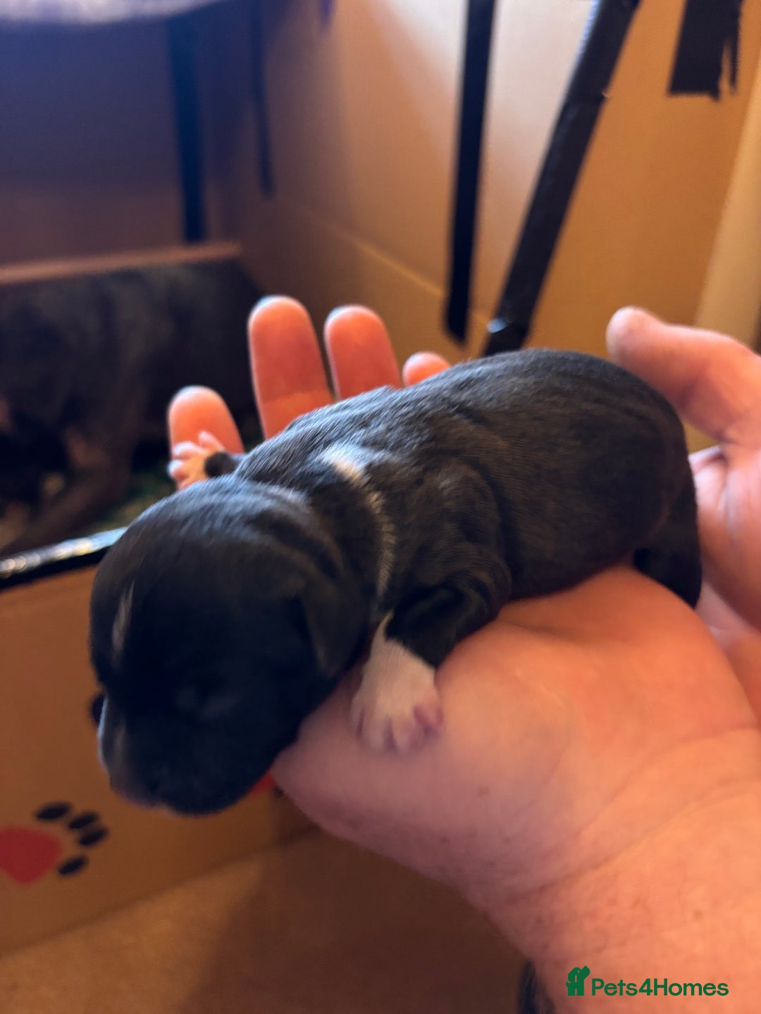 Staffordshire Bull Terrier dogs for sale: Kc reg pied, blue and black Staffies  - Advert 9